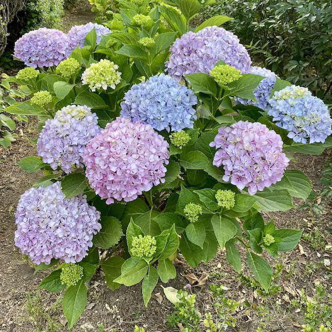 Kukkapensas, jossa suuria kukkia.